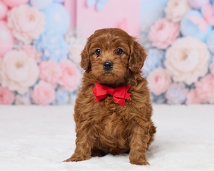 Lincoln Cavapoo Puppy 